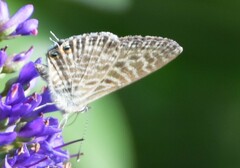 Leptotes pirithous