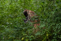 Panthera pardus fusca