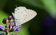Leptotes pirithous