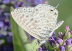 Leptotes pirithous