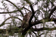 Accipiter badius