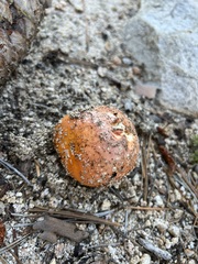 Amanita muscaria flavivolvata