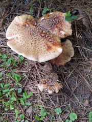 Amanita rubescens