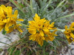 Jacobaea insubrica