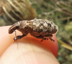 Cyphocleonus dealbatus