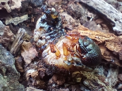 Dynastes tityus