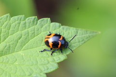 Labidomera clivicollis