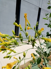 Nicotiana glauca