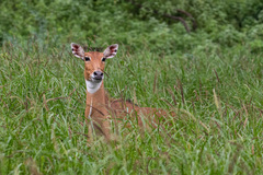 Boselaphus tragocamelus