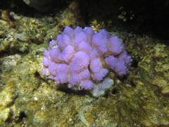 Acropora monticulosa