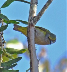 Euphonia chalybea