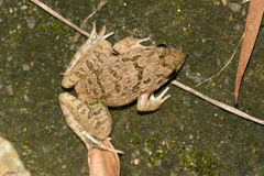 Fejervarya multistriata