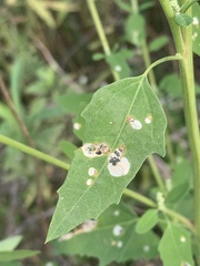 Chrysoesthia sexguttella