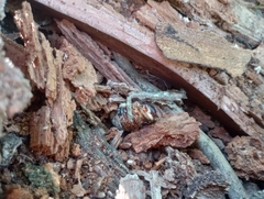 Dynastes tityus