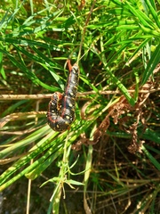 Hyles euphorbiae
