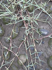 Paspalum distichum