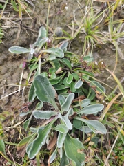 Globularia cordifolia