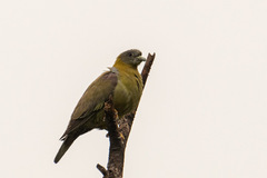 Treron phoenicopterus