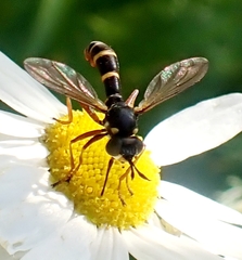 Conops quadrifasciatus
