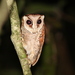 Barn-Owls - Photo (c) Christoph Moning, some rights reserved (CC BY)