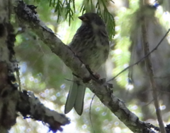 Haemorhous purpureus