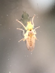 Meromyza