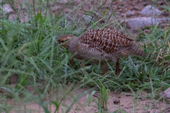 Ortygornis pondicerianus