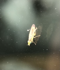 Meromyza