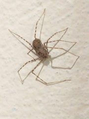 Scytodes globula