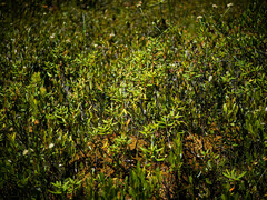 Rhododendron groenlandicum