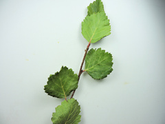 Betula glandulosa