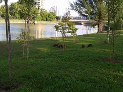 Lutrogale perspicillata