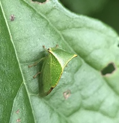 Stictocephala bisonia
