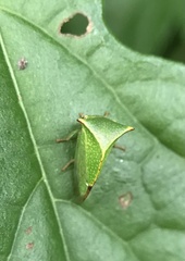Stictocephala bisonia