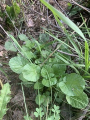Barbarea vulgaris