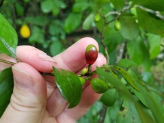 Lindera benzoin