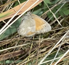 Coenonympha california
