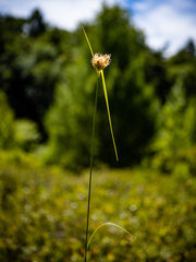 Eriophorum