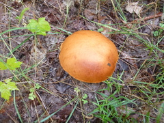 Leccinum versipelle