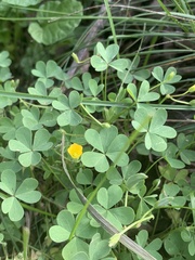 Oxalis dillenii
