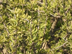 Schinus fasciculata