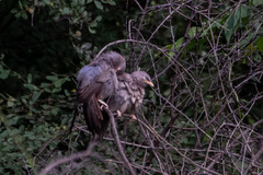 Argya striata