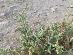 Anabasis setifera