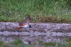 Terpsiphone paradisi