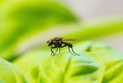 Muscoidea