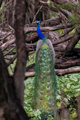 Pavo cristatus
