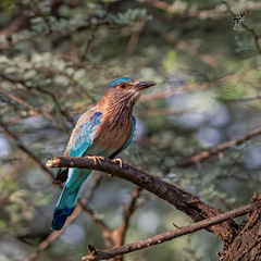 Coracias benghalensis
