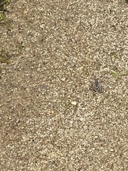 Cicindela hirticollis