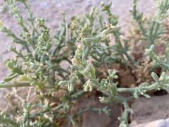 Anabasis setifera