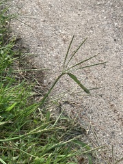 Digitaria ischaemum